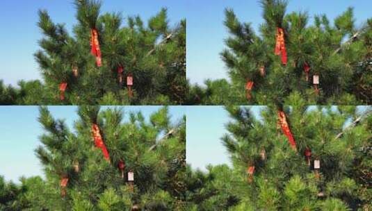 泰山玉皇顶上挂着祈福许愿红绳红丝带的松树高清在线视频素材下载