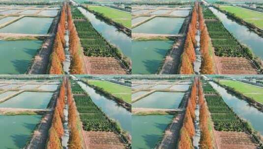 杭州绝美秋景道路航拍高清在线视频素材下载