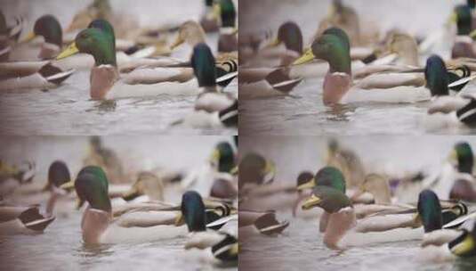 水中游泳的绿头鸭高清在线视频素材下载