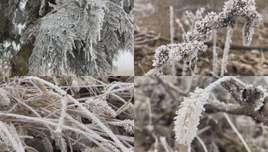 植物上的霜视频合集高清在线视频素材下载