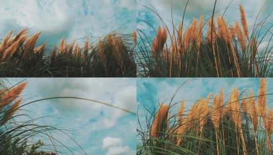 （多镜头）风中荡漾的芦苇草高清在线视频素材下载