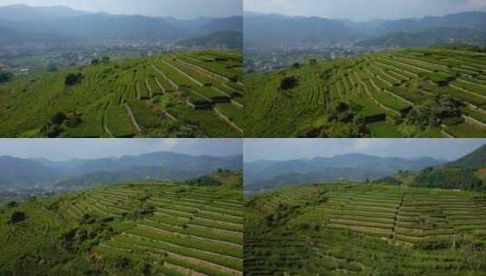 茶山茶叶铁观音泡茶福建泉州安溪梯田茶田03高清在线视频素材下载