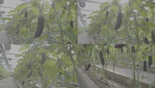 农业种植-茄子-大棚蔬菜高清在线视频素材下载