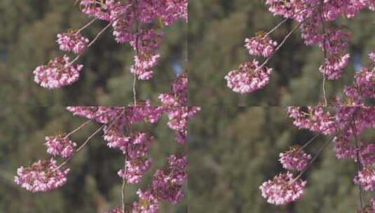 春天阳光下盛开的冬樱花高清在线视频素材下载