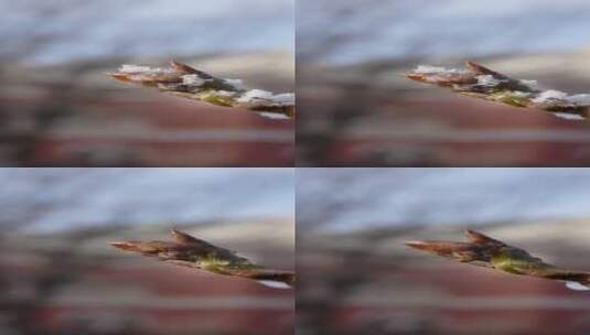 雪在树尖融化消融4k视频高清在线视频素材下载