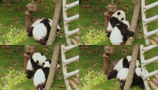 可爱的国宝大熊猫幼崽一起玩耍高清在线视频素材下载