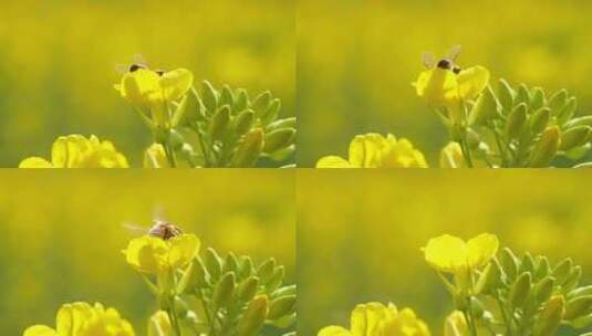 特写慢镜头春天花海的蜜蜂采蜜高清在线视频素材下载