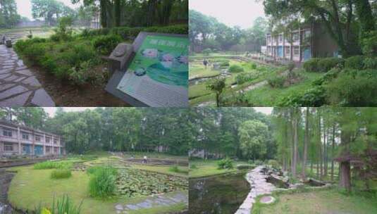 中科院武汉植物园睡莲展示区4K视频合集高清在线视频素材下载