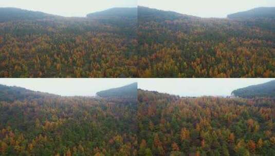 秋天森林秋景 满山金黄色树叶高清在线视频素材下载