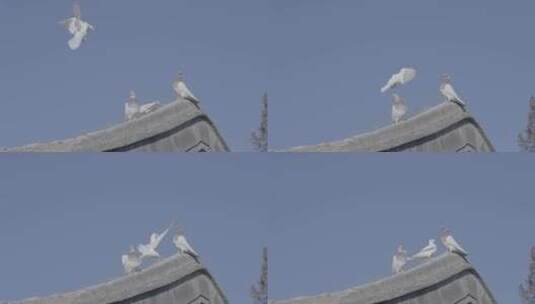 老北京鸽子 鸽子飞翔胡同高清在线视频素材下载
