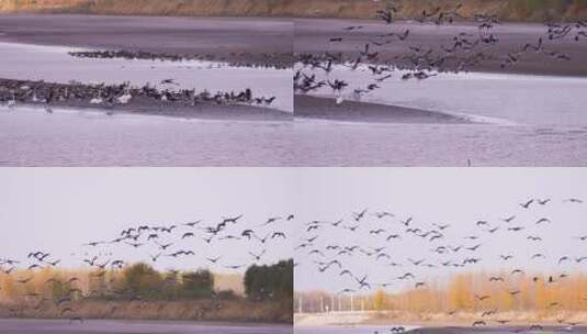 黄河三角洲鸟类高清在线视频素材下载