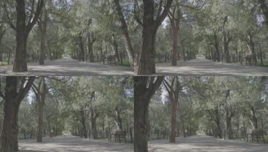 古树逆光 柏树逆光 树林逆光高清在线视频素材下载