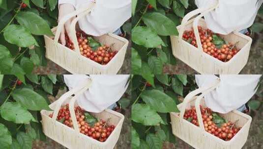 女性农民在果园采摘樱桃高清在线视频素材下载