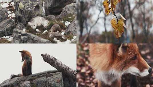 冬季森林里的小狐狸特写高清在线视频素材下载