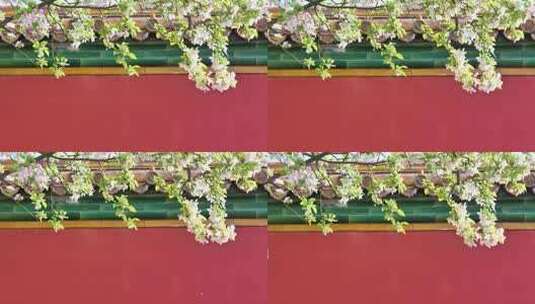 故宫紫禁城春天红墙金瓦海棠花花开高清在线视频素材下载
