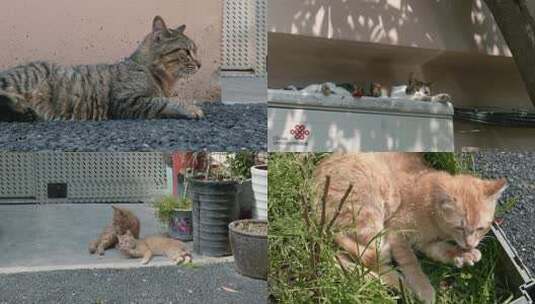 上海小区流浪猫群高清在线视频素材下载