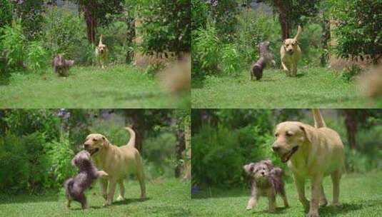 两只狗狗在草坪上玩耍慢镜头宠物高清在线视频素材下载