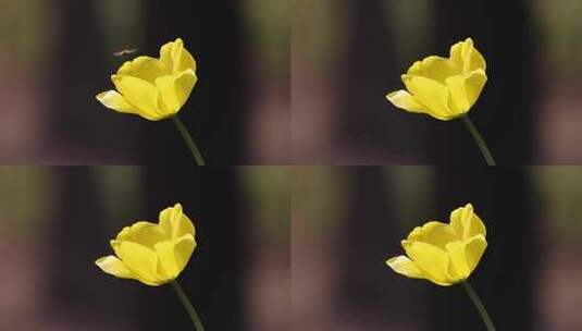 蜜蜂飞舞黄色郁金香慢镜头高清在线视频素材下载