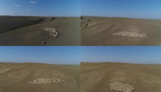 Y1内蒙古乌兰察布四子王旗羊群奔跑2高清在线视频素材下载