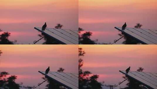 傍晚黄昏屋顶的小鸟实拍镜头高清在线视频素材下载
