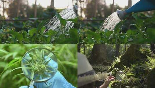 植物学绿色植物浇花高清在线视频素材下载
