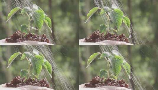 给幼树苗浇水手捧灌溉嫩芽高清在线视频素材下载