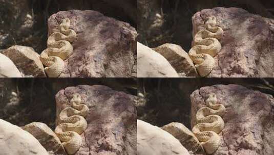 蛇在岩石上休息高清在线视频素材下载