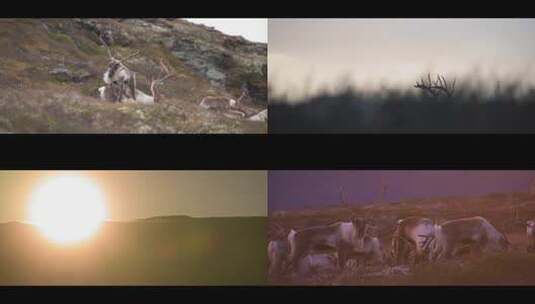 草原野生麋鹿吃草觅食夕阳唯美高清在线视频素材下载