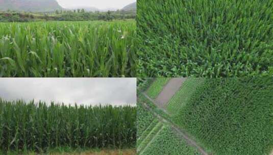 玉米田地丰收的画面高清在线视频素材下载