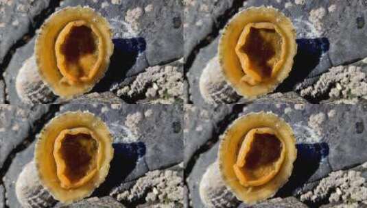 普通的Limpet Patella Vulgata Sea软体动物是一种水生蜗牛，牙齿非常强壮高清在线视频素材下载