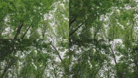 仰视森林中绿色树木高清在线视频素材下载