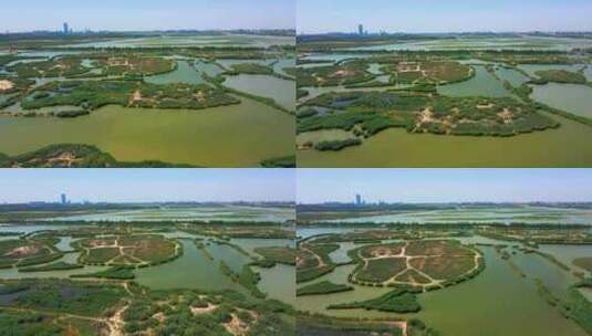 航拍芦苇荡湿地湖泊城市生态环境高清在线视频素材下载