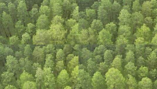 扬州渌洋湖水上森林风光高清在线视频素材下载