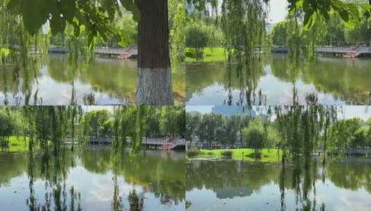 湘江公园中午湖面柳树摇曳高清在线视频素材下载