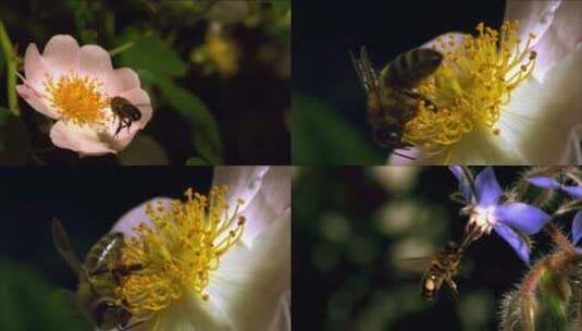 春天蜜蜂采蜜近景特写高清在线视频素材下载