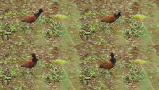 Wattled Jacana，一种涉禽，静止地站在泥潭中，清洁羽毛，梳理和姿势高清在线视频素材下载