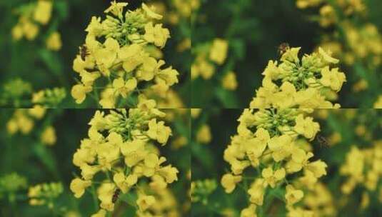 蜜蜂采摘油菜花粉高清在线视频素材下载