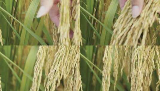 水稻稻田 稻穗 水稻生长手摸谷穗高清在线视频素材下载