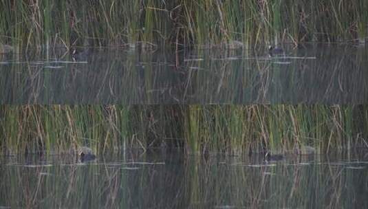 湿地公园 雄安白洋淀 湿地 野鸭高清在线视频素材下载