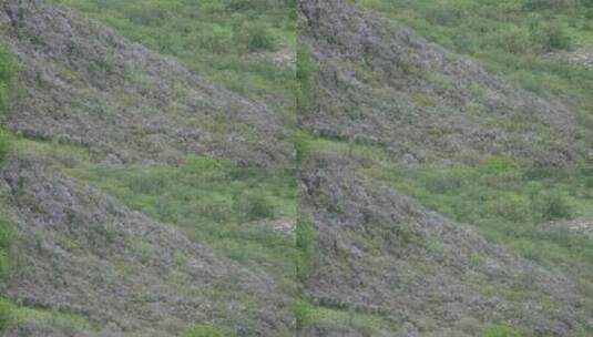 高原上的野花索拉花高清在线视频素材下载