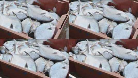 海南儋州洋浦白马井渔港早上渔船回归，新鲜高清在线视频素材下载