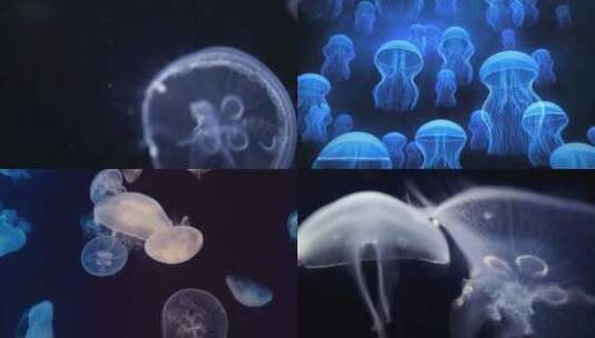 [合集]瓦伦西亚水母水族馆游高清在线视频素材下载