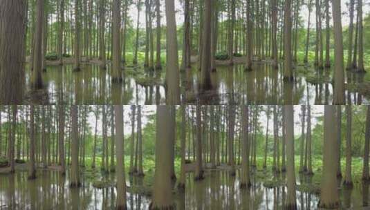 自然风光树枝树叶无锡太湖鼋头渚风景区实拍高清在线视频素材下载