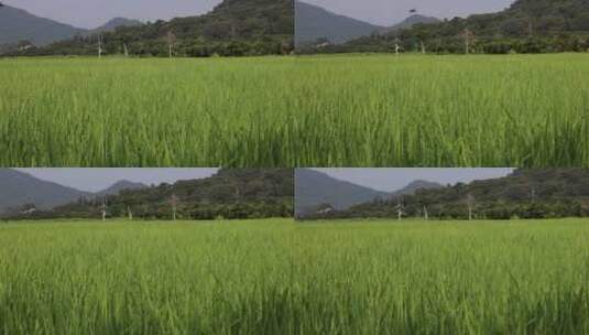 户外一片绿色的稻田高清在线视频素材下载