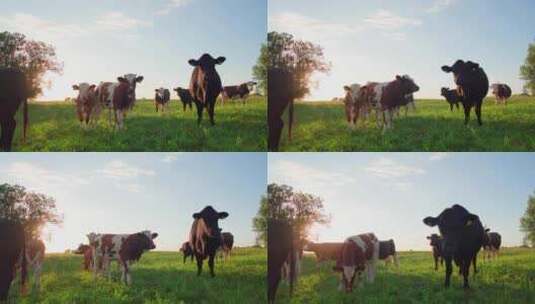 好奇的奶牛看着相机，日落时分高清在线视频素材下载