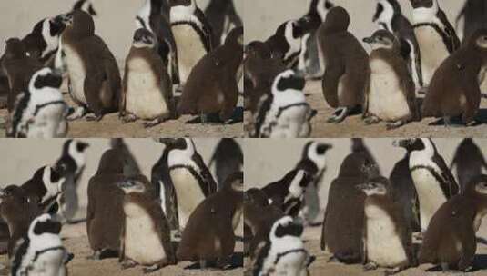巨石海滩上的非洲企鹅小鸡高清在线视频素材下载
