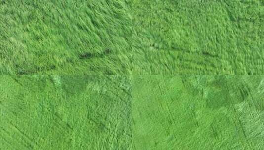 草地俯拍草海航拍草原湖泊草地高清在线视频素材下载