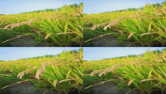 秋天丰收待收割的金色水稻高清在线视频素材下载