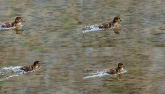 在水中努力游行的小鸭子高清在线视频素材下载