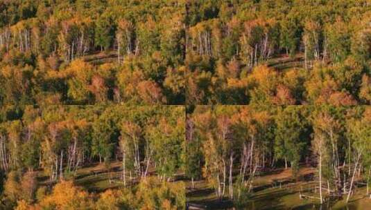 航拍秋天的树林高清在线视频素材下载